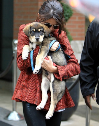 Her er Selena Gomez og Justin Biebers hund Vi