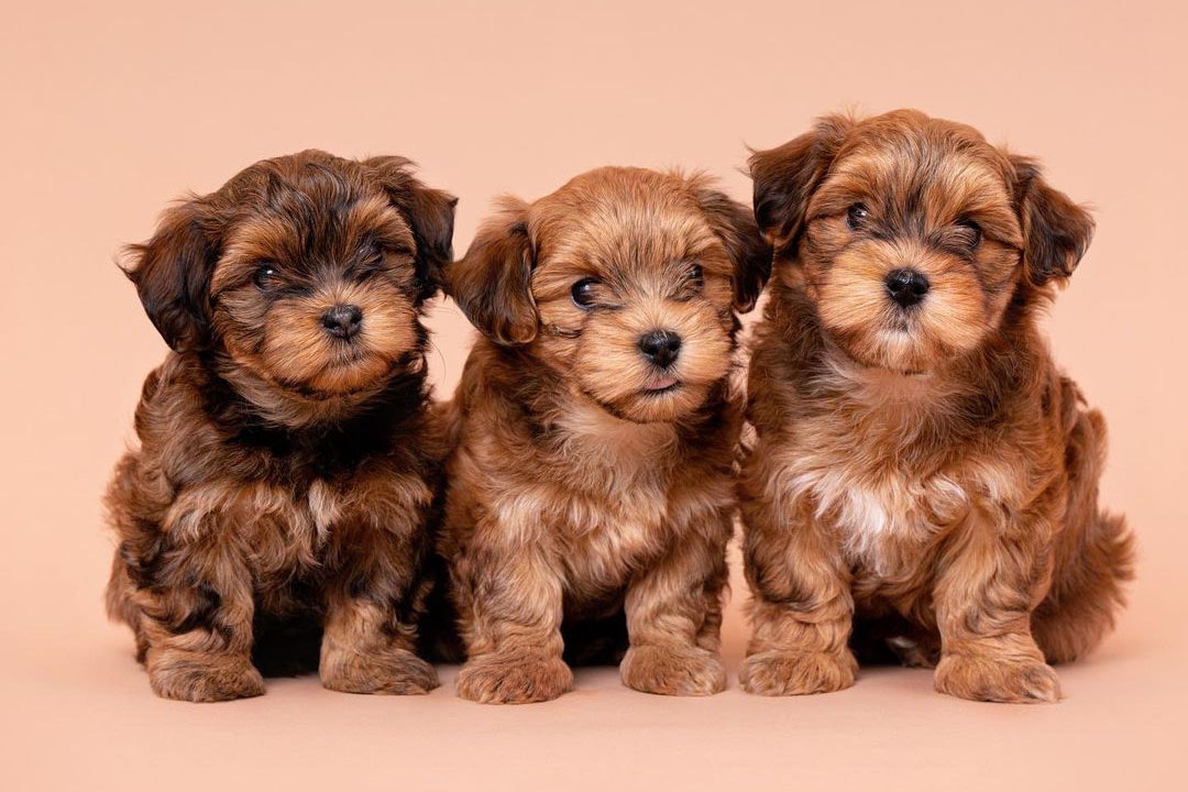 Larry Belmont makker fritid Se listen: Her er de 10 mest populære hunderacer | Vi Unge