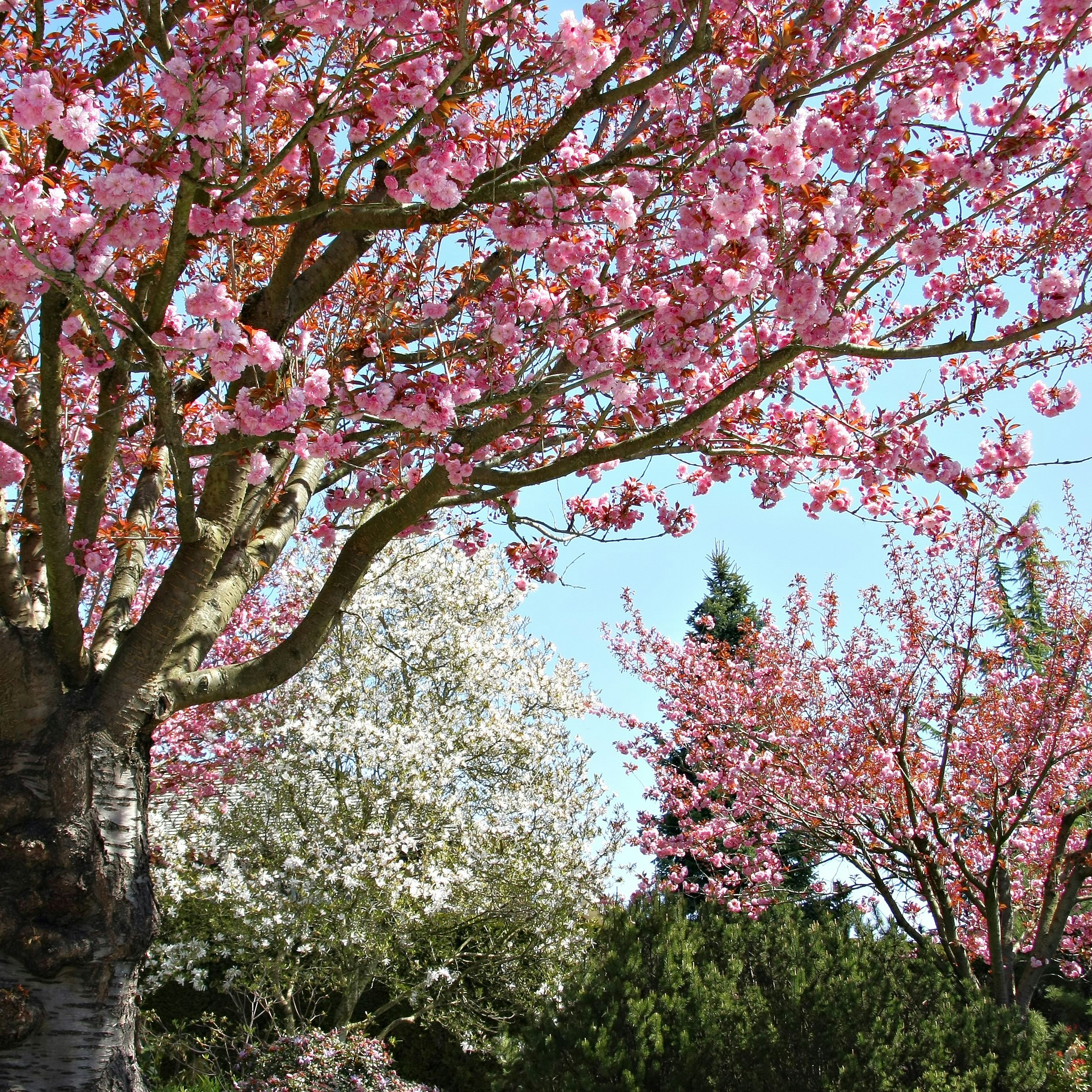 Inspiration til IG: Her finder du de flotte kirsebærtræer 